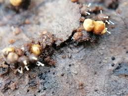 Attēlu rezultāti vaicājumam “Polycephalomyces tomentosus”