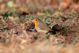 Attēlu rezultāti vaicājumam “Erithacus rubecula adult”