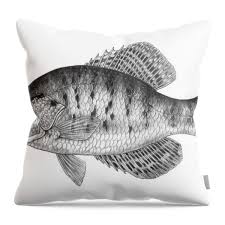 Image result for Pomoxis annularis