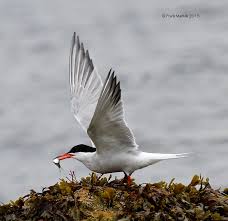 Attēlu rezultāti vaicājumam “Sterna hirundo adult”