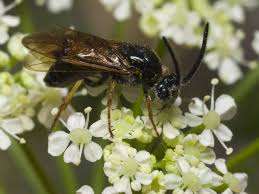 Attēlu rezultāti vaicājumam “Arge ustulata”