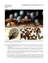 Attēlu rezultāti vaicājumam “Lamproderma ovoideum macro”