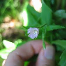 Attēlu rezultāti vaicājumam “Epilobium montanum leaf”