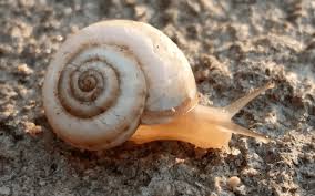 Attēlu rezultāti vaicājumam “Fruticola fruticum”