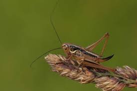 Attēlu rezultāti vaicājumam “Metrioptera roeselii”