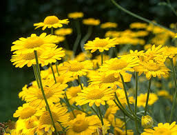 Attēlu rezultāti vaicājumam “Anthemis tinctoria leaf”