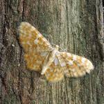 Attēlu rezultāti vaicājumam “Hydrelia flammeolaria”