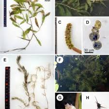 Attēlu rezultāti vaicājumam “Najas tenuissima leaf”