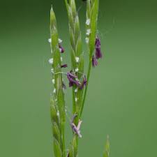 Attēlu rezultāti vaicājumam “Glyceria fluitans leaf”