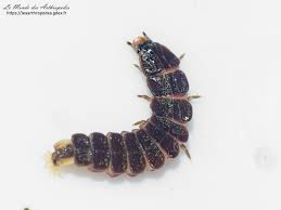 Attēlu rezultāti vaicājumam “Phosphaenus hemipterus male”