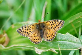 Attēlu rezultāti vaicājumam “Boloria aquilonaris upperside”