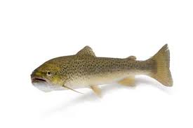 Image result for Salmo trutta
