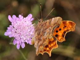 Attēlu rezultāti vaicājumam “Polygonia c-album larva”