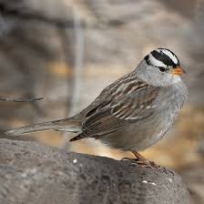 Image result for Zonotrichia leucophrys