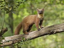 Attēlu rezultāti vaicājumam “Martes martes”