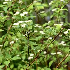Attēlu rezultāti vaicājumam “Cornus sericea”