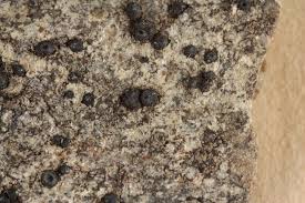 Attēlu rezultāti vaicājumam “Porpidia macrocarpa”