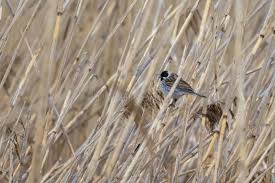 Attēlu rezultāti vaicājumam “Emberiza schoeniclus nest”