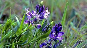 Attēlu rezultāti vaicājumam “Polygala comosa leaf”