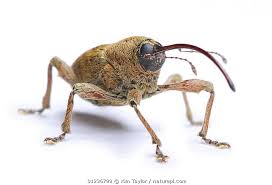 Attēlu rezultāti vaicājumam “Curculio nucum”