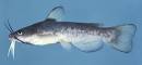 Ictaluridae - About