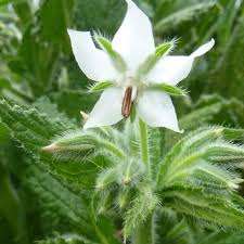 Image result for Borago officinalis