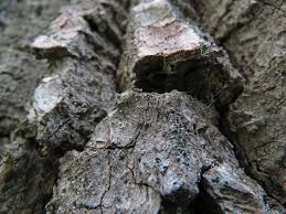 Attēlu rezultāti vaicājumam “Sclerophora farinacea”