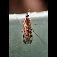 Attēlu rezultāti vaicājumam “Sylvicola sp.”