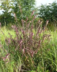 Attēlu rezultāti vaicājumam “Odontites vulgaris”
