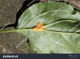 Attēlu rezultāti vaicājumam “Puccinia coronata”