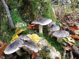 Attēlu rezultāti vaicājumam “Tricholoma sp.”