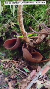 Attēlu rezultāti vaicājumam “Otidea bufonia”