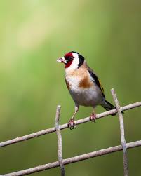 Attēlu rezultāti vaicājumam “Carduelis carduelis”