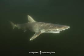 Image result for Rhizoprionodon terraenovae