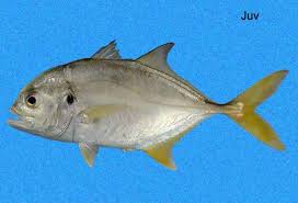 Image result for Caranx hippos