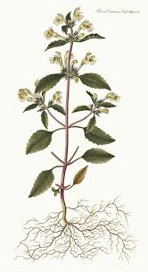 Image result for Galeopsis segetum