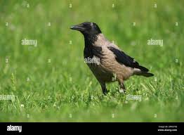 Attēlu rezultāti vaicājumam “Corvus cornix adult”