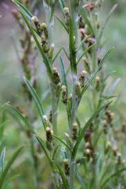 Attēlu rezultāti vaicājumam “Gnaphalium sylvaticum flower”