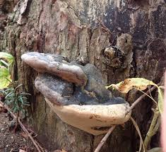 Attēlu rezultāti vaicājumam “Phellinus igniarius”