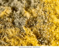 Attēlu rezultāti vaicājumam “Lignydium muscorum young”