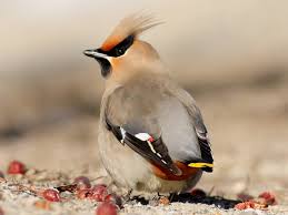 Attēlu rezultāti vaicājumam “Bombycilla garrulus adult”