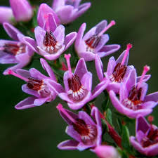 Attēlu rezultāti vaicājumam “Calluna vulgaris flower”