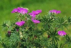 Image result for Storchschnäbel