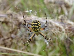 Attēlu rezultāti vaicājumam “Argiope bruennichi”