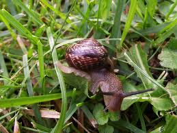 Attēlu rezultāti vaicājumam “Arianta arbustorum”