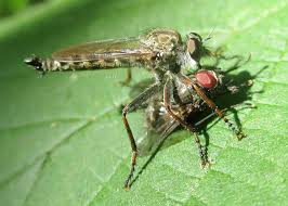 Attēlu rezultāti vaicājumam “Muscidae”