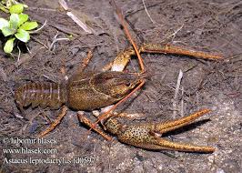 Attēlu rezultāti vaicājumam “Astacus leptodactylus”