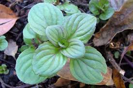 Image result for Menta x piperita