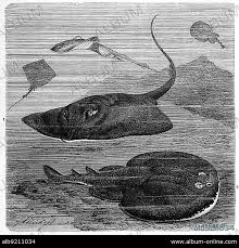 Image result for Dipturus batis