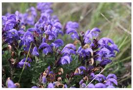 Attēlu rezultāti vaicājumam “Dracocephalum ruyschiana”